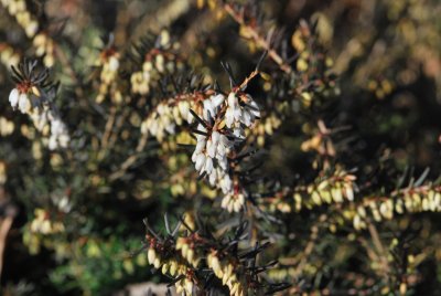 Erica carnea 'Weis' - vřesovec pleťový - květ
